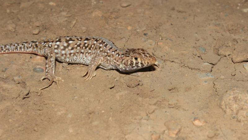 Avustralya’da bulunan fosil 240 milyon yıl önce yaşamış amfibi bir hayvana ait