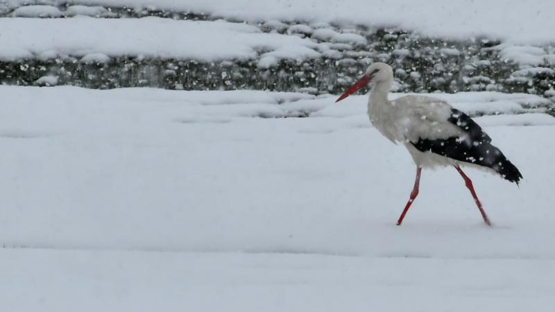 Leylekler erken göç etti: Tarihi bir kış görebiliriz
