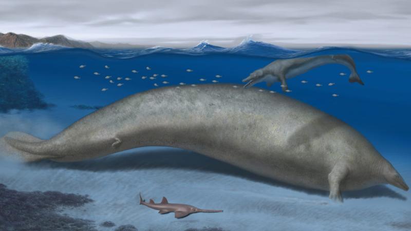 Dünyanın şimdiye kadarki en ağır hayvanı keşfedilmiş olabilir