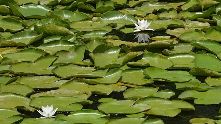 Acarlar Longozu beyaz nilüferleriyle büyülüyor