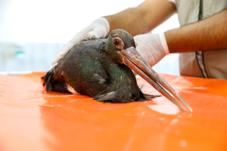 Aşırı sıcaklık yavru leyleklerin yaşamını tehdit ediyor