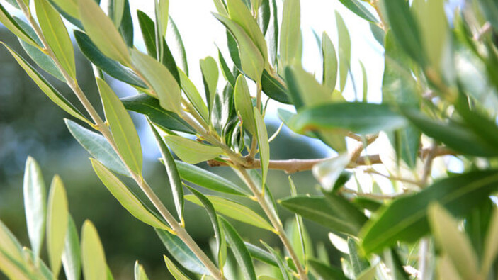 Şeker hastalığına birebir! İbn-i Sina bin yıl önce yazmış: 2 günde bir içerseniz…