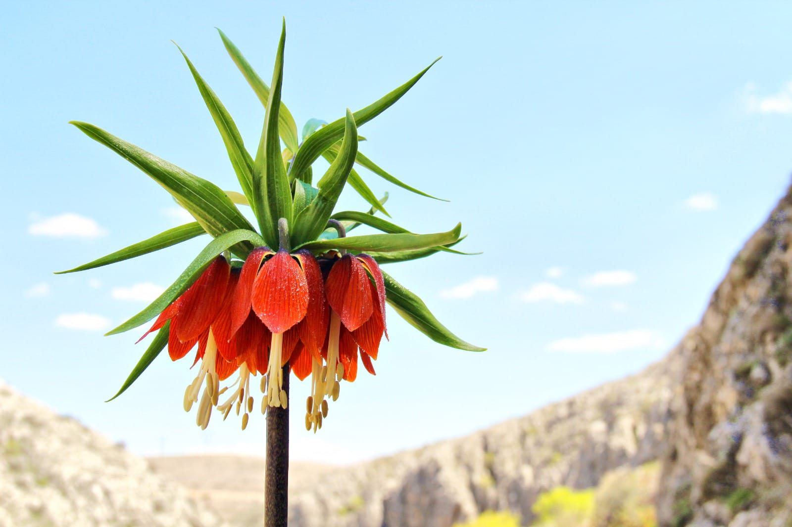 Ters Lale(Özel Haber)