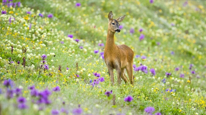Türkiye’nin projeleriyle nesli tehlike altındaki 639 tür hayata bağlandı