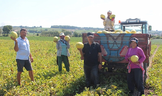 Kavunuyla meşhur İç Anadolu’da da Bafra kavunu tercih ediliyor