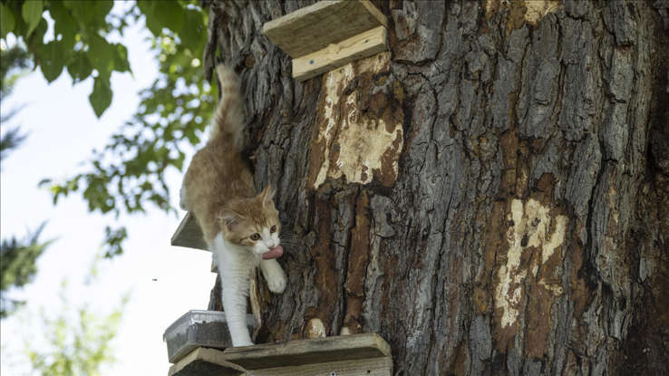 Ankara’nın kedili ağacı