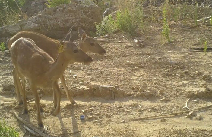 Orman yangınında hayatlarından endişe edilmişti, fotokapana yakalanmaları yürekleri ısıttı