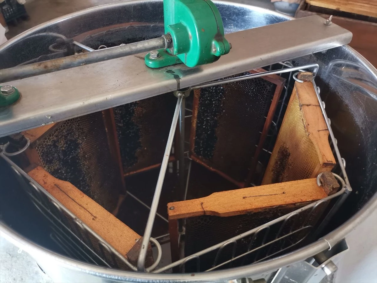 Bandırma’da 2023 Yılı Bal Hasadı Başladı