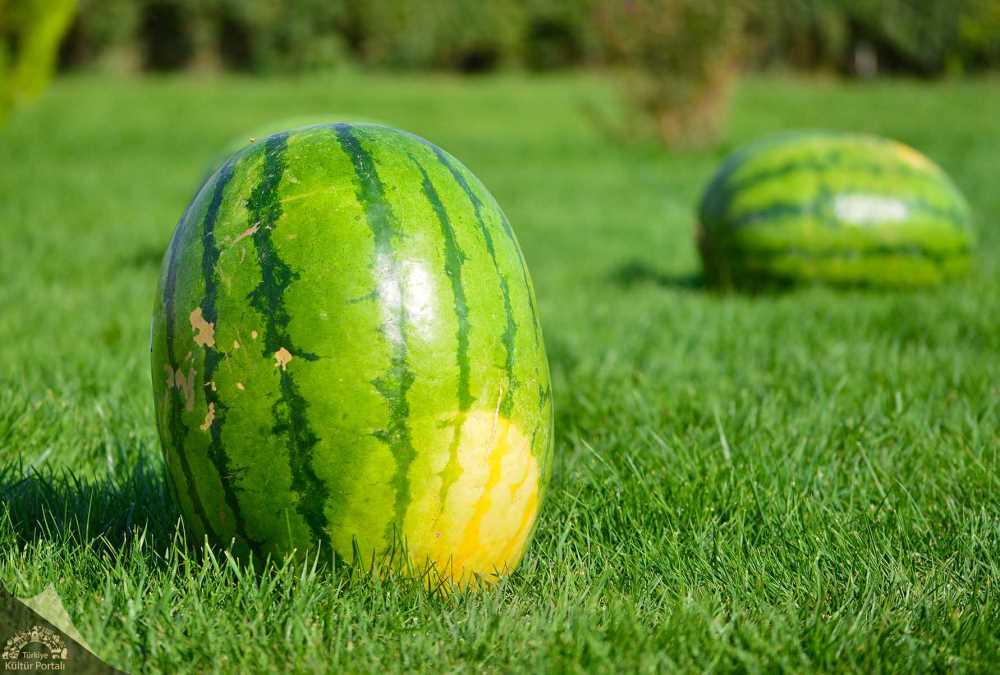 Sıcak havanın “Diyarbakır karpuzu”nu da olumsuz etkilemesi bekleniyor