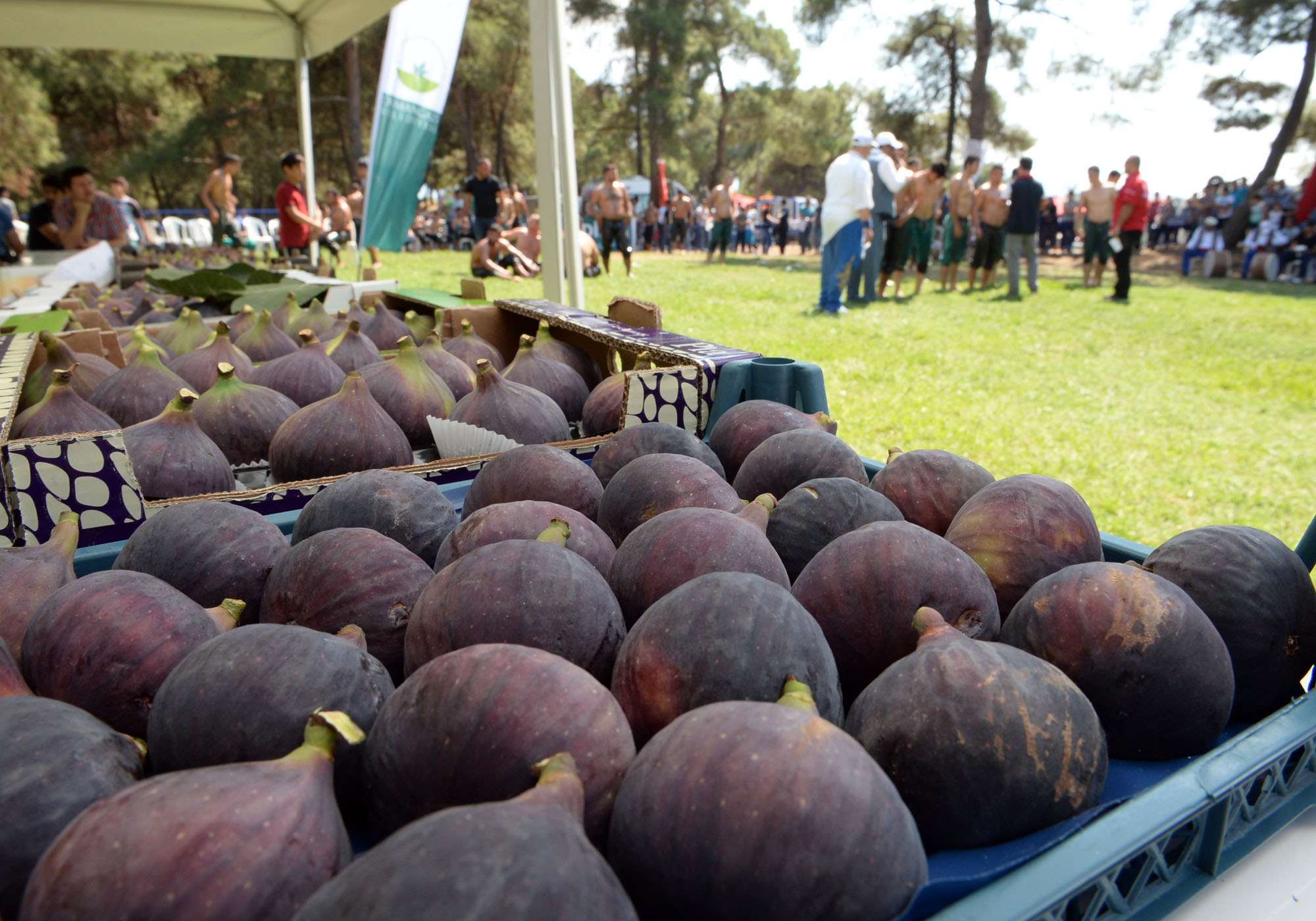 Buckingham Sarayı’nın sofralarını süsleyen siyah incirde hasat zamanı