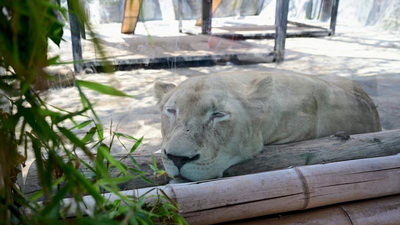 Dünyada 133 tane kalan beyaz aslanların 6’sı İstanbul’da özenle korunuyor
