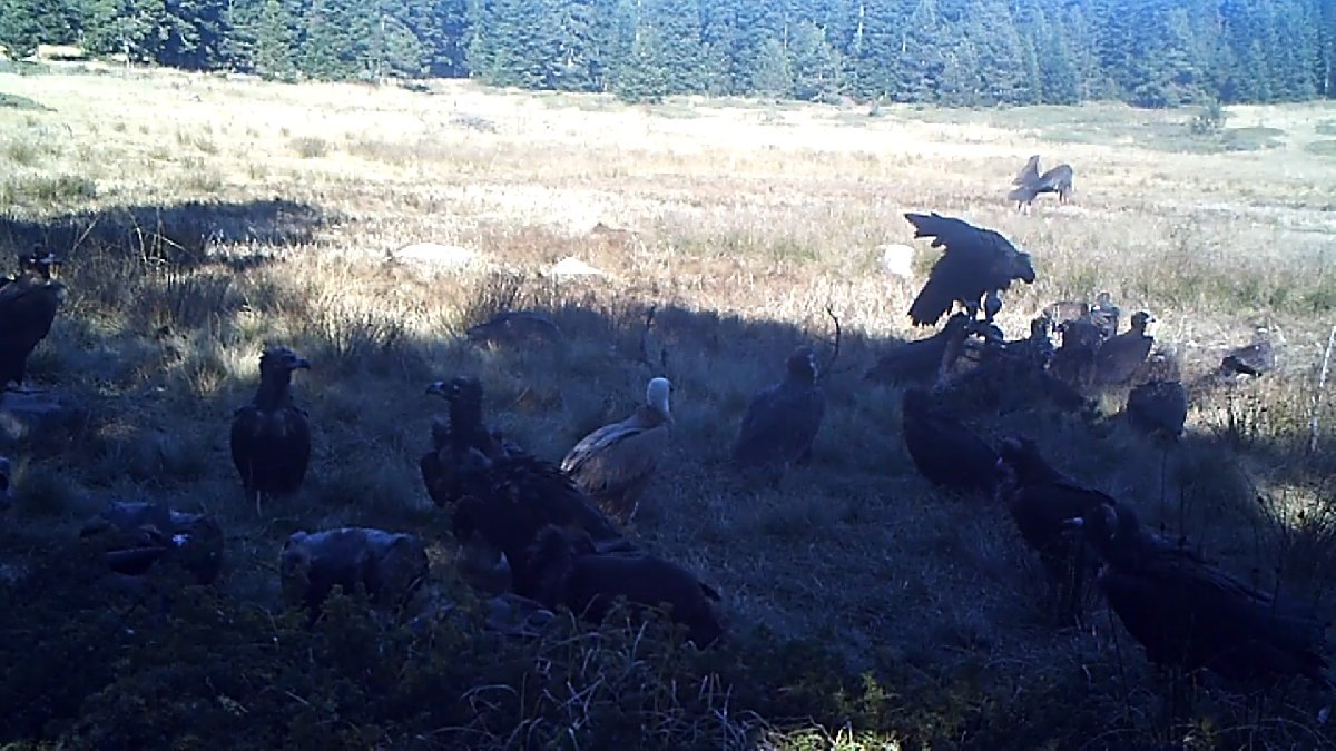 Bolu’nun yaban hayatı 19 fotokapanla izleniyor