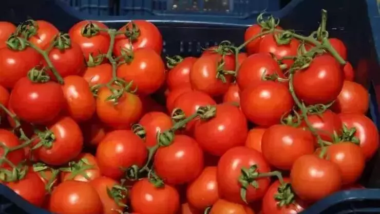 Domatesin bilinçsiz tüketimi, çeşitli sağlık sorunlarına davetiye çıkarabiliyor