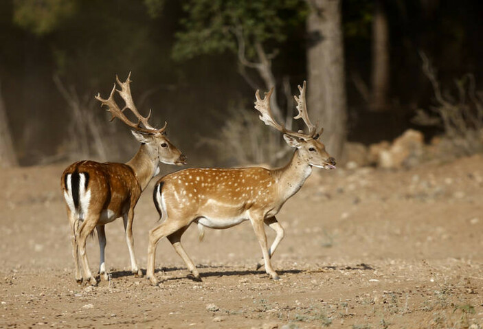 Alageyiklerin Anadolu’daki nesli korundu