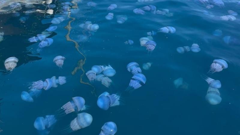 İzmir Körfezi’nde denizanası yoğunluğu