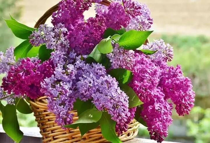 İbn-i Sina’nın öve öve bitiremediği bitki! Bir damlası bile kırışıklık ve lekeleri yok ediyor