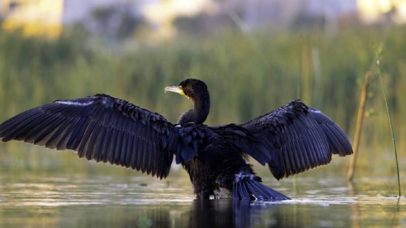 Göçmen kuşların Afrika- Asya yolculuğunun mola noktası: Ekşisu Sazlığı