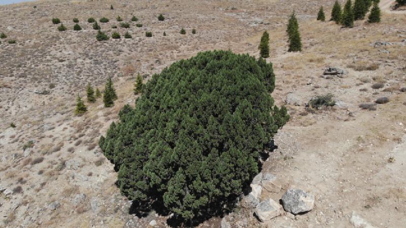 700 yaşındaki ağaç tescillendi