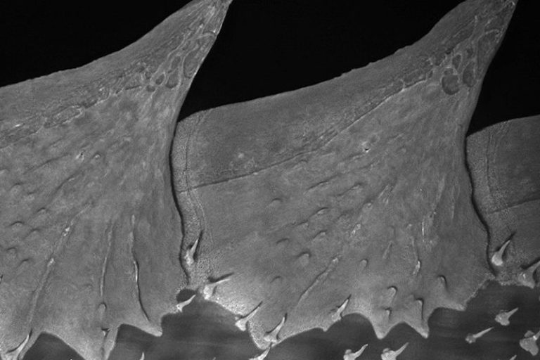 Balıklardaki Kemiksi ve Pullu Zırhlar Nasıl Evrimleşti?