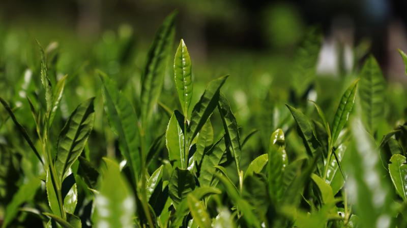 Çay ihracatı 8 ayda yüzde 22 arttı