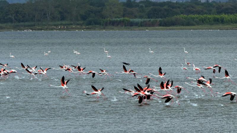 Hersek Lagünü kış kuşlarını ağırlamaya başladı