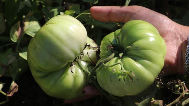 Batman’daki dağ köylerinde domates hasadı sürüyor