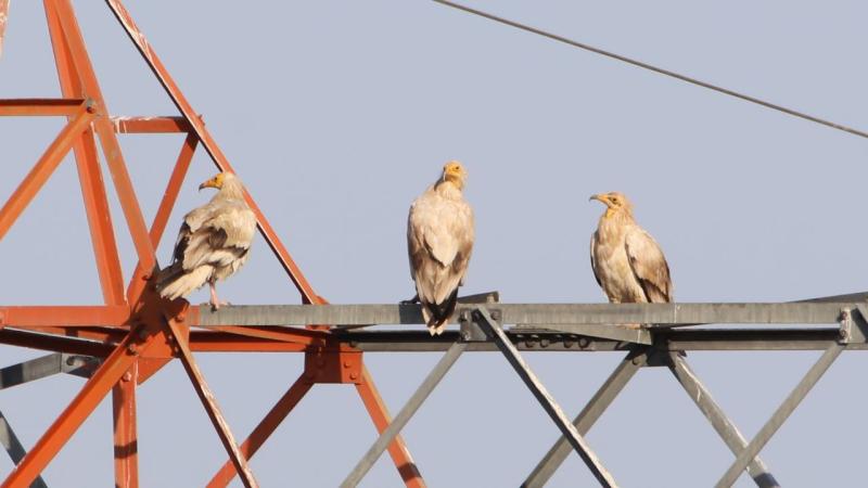 Kırmızı listedeki küçük akbabalar Iğdır’da yoğun popülasyona sahip