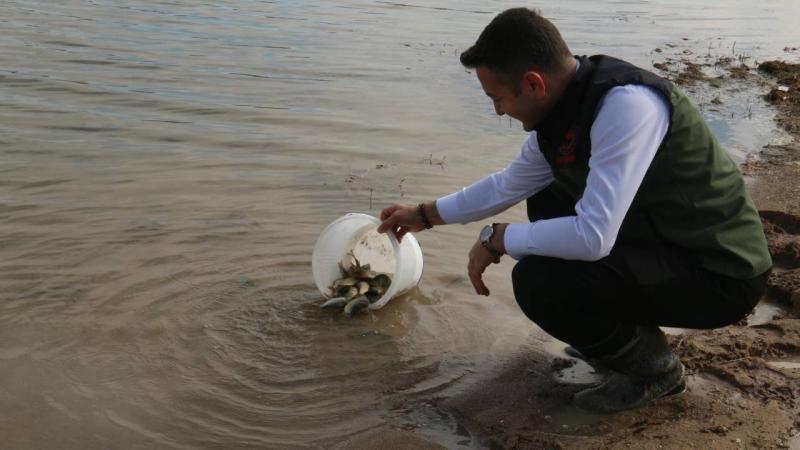 Kırşehir’de göllere 1 milyon yavru sazan bırakıldı