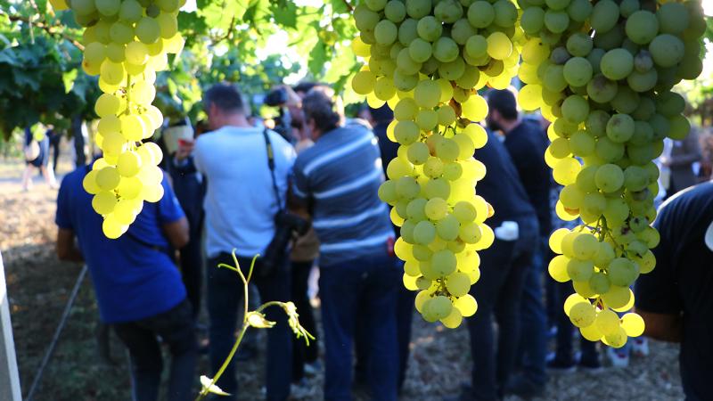 Tekirdağ’da ‘Bağ Bozumu Şenliği’