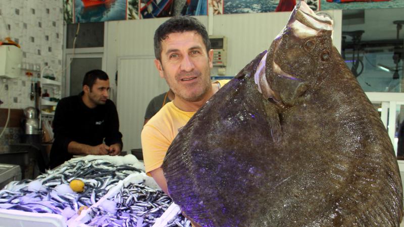 8,5 kilogram ağırlığındaki kalkan balığı ağlara takıldı