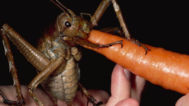 Şu An Atmosferdeki Oksijen Miktarının İki Katına Çıkması Hâlinde Yaşanacak Değişiklikler: Devasa Böcekler Görebilirdik Mesela!
