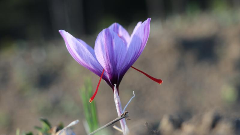 Safranbolu safranı AB tarafından tescillendi