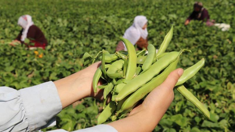 Van’ın ‘Gevaş fasulyesi’ tescillendi