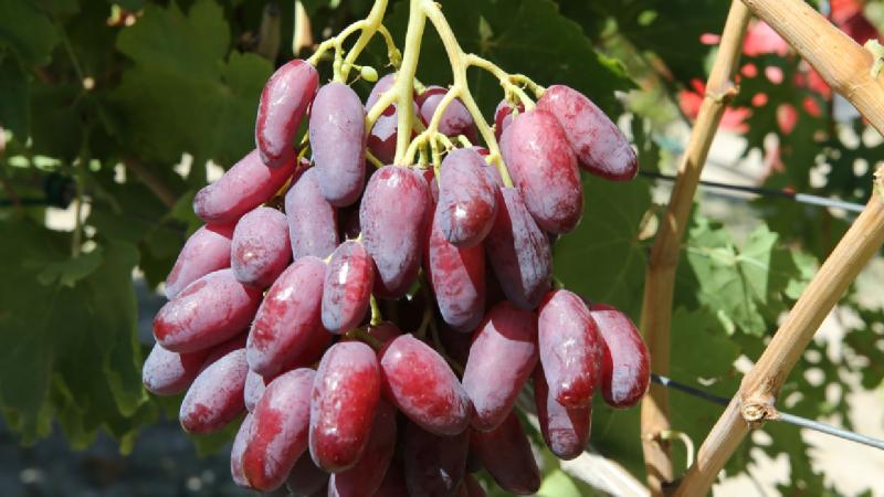 Yetiştirdiği 450 tür asma fidanını üreticilere ulaştırıyor