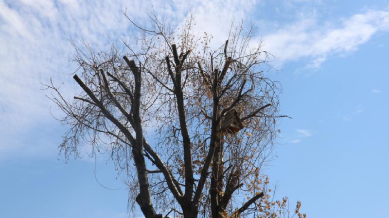 Sivas’ın sembolü ‘Tek Ağaç’ kurudu