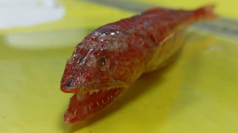 Kızıldeniz’de yaşayan balık türü ilk kez Akdeniz’de görüldü