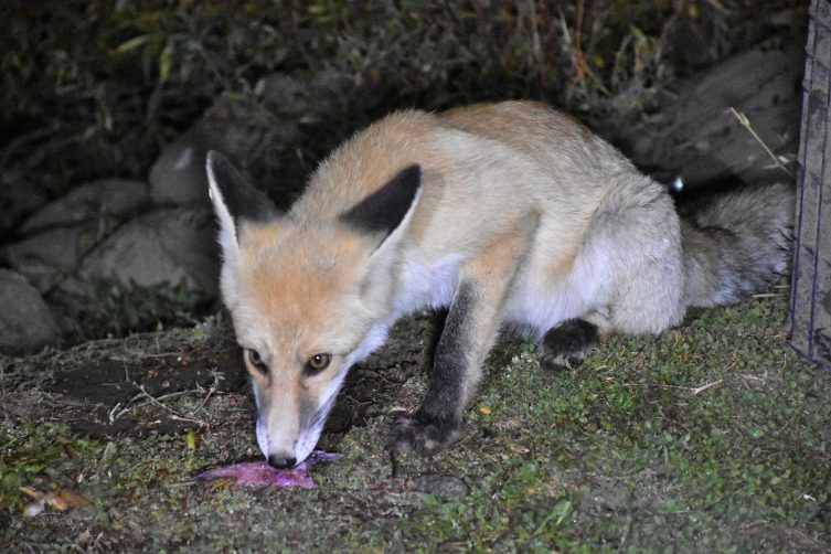 Aç kalan tilki kampçıların balıklarını yedi