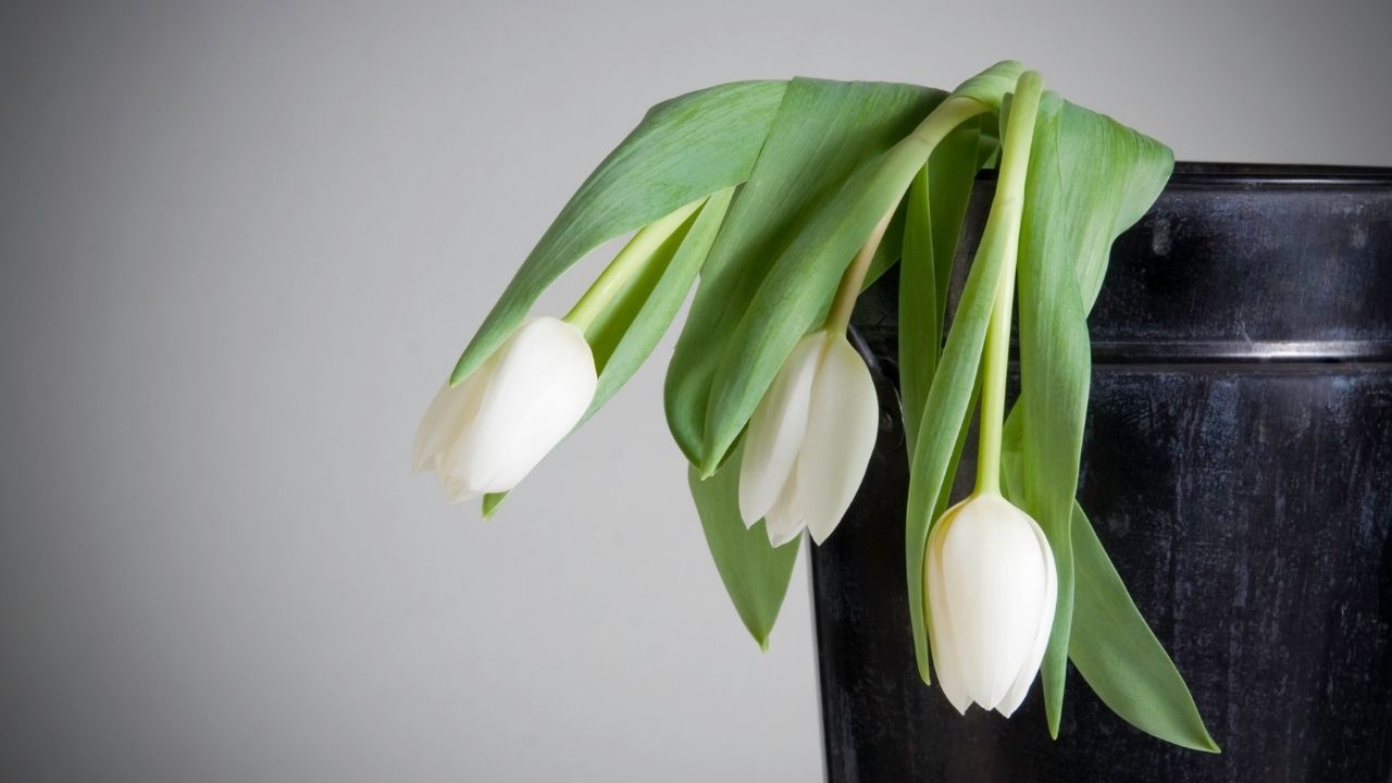 Bitkileri Dalından Kopardığınızda Çığlık Attıklarını Biliyor muydunuz? (O Halde Onları Neden Duyamıyoruz?)