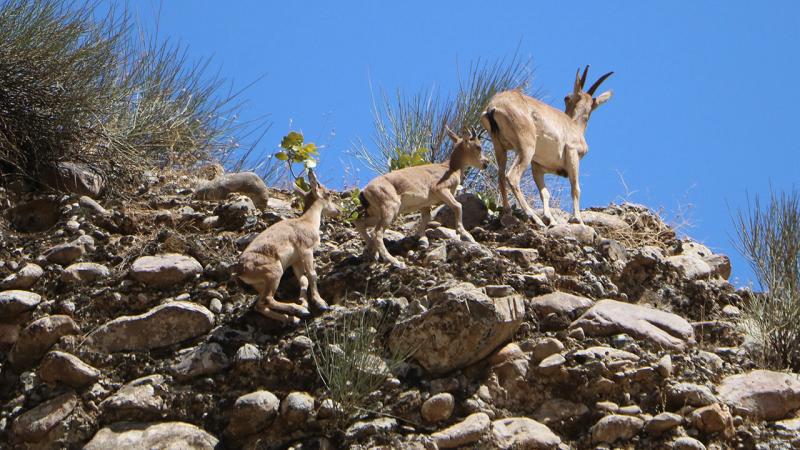Hakkari’de terörden arındırılan dağlarda yaban hayatı canlandı