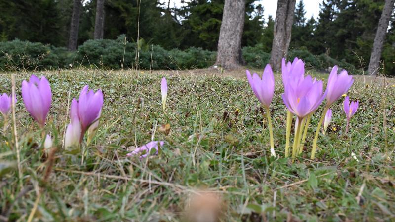 Kışın habercisi “vargit” çiçekleri açmaya başladı