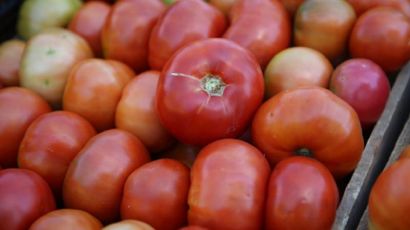 Bingöl’ün “guldar domatesi” coğrafi işaretle tescillendi