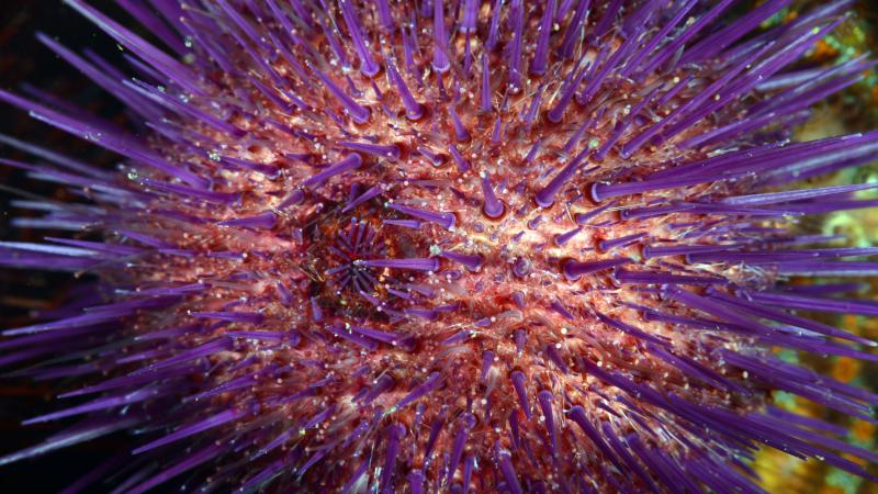 İzmit Körfezi’nde farklı türlerde deniz canlıları görüntülendi