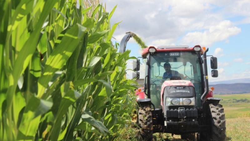 Kars’ta dolunun vurduğu silajlık mısırda hasat başladı