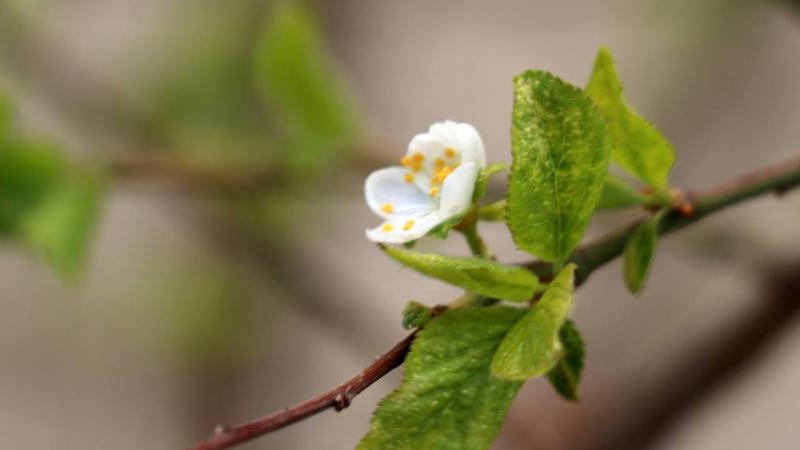 Eylül ayının ortasında erik ağacı çiçek açtı