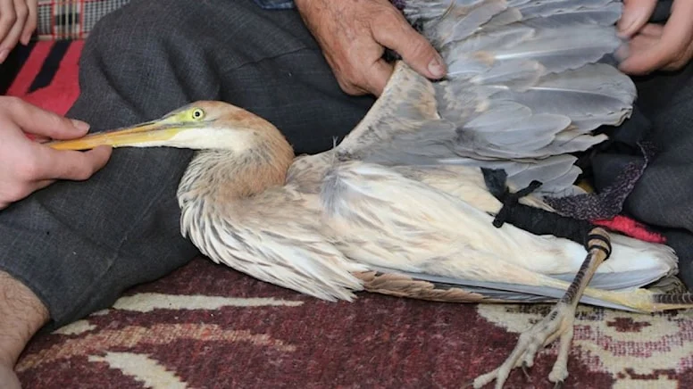 Yaralı balaban kuşu, doğaseverin yardımıyla tedaviye alındı
