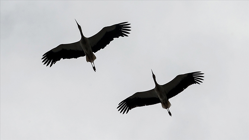 Akademisyenlere göre leyleklerin erken göçü sert geçecek kışın habercisi