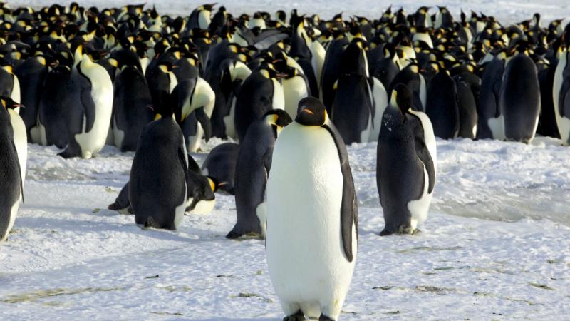 Küresel ısınma devam ederse, imparator penguen kolonilerinin yüzde 90’ı 2100’de yok olacak