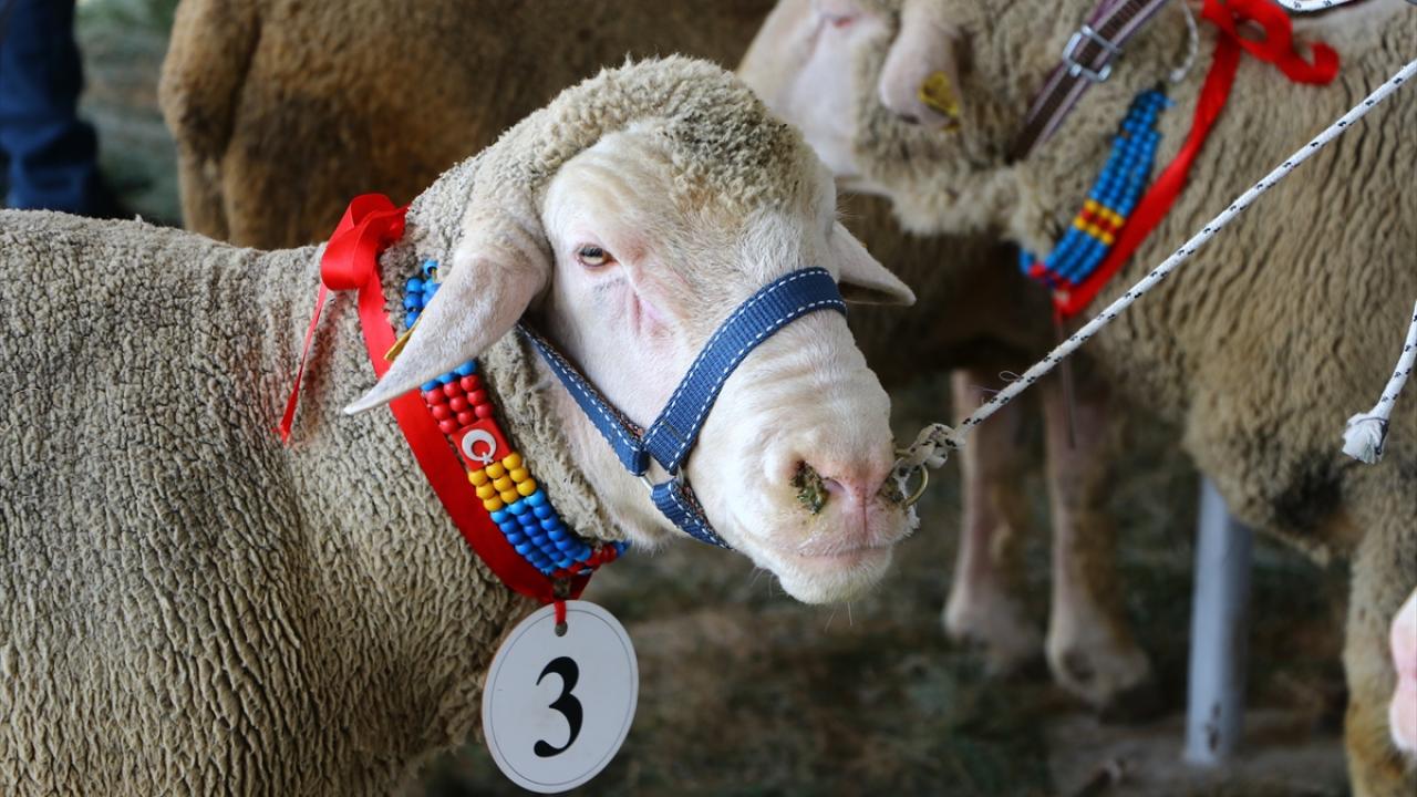 Tekirdağ’da “koç güzellik yarışması” yapıldı