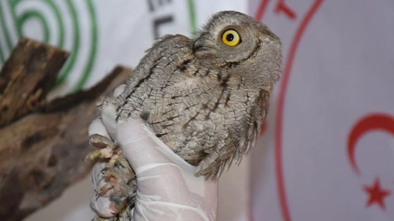 Nesli tükenme tehlikesi altındaki altı kuş koruma altına alındı