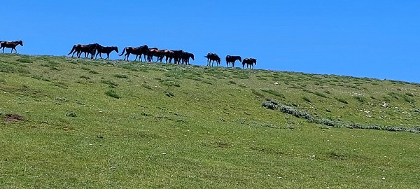 Yılkılar: Akdağ’ın özel ve güzel sakinleri 